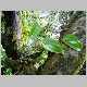 smilax melastomifolia1.jpg